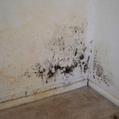 mold and Mildew