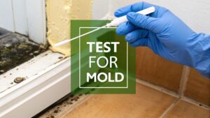 how to test for mold